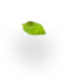 Makhana